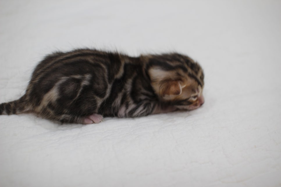 빅로젯이 멋진 뱅갈고양이 꼬맹이 남아예요~ 관련 이미지 3