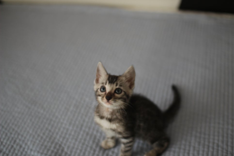 실버뱅갈고양이 남아 오늘 사진 찍었어요~ 관련 이미지 3