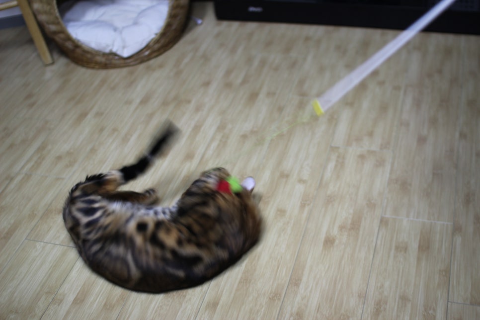 스파블 뱅갈고양이 블랙홀 오랜만에 한컷~ 관련 이미지 5