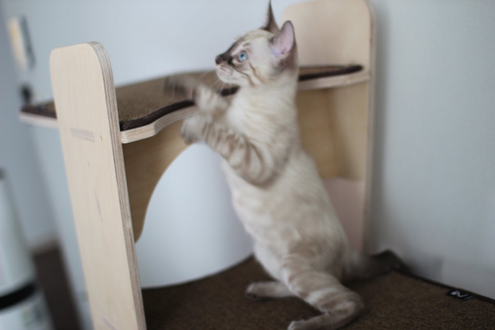 완전 강아지 같은 링스차콜 뱅갈고양이 남아 분양해여~ 관련 이미지 14