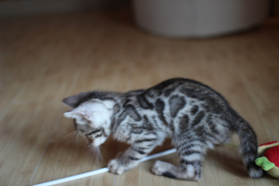 성격좋은 개냥이 뱅갈고양이를 찾으세요? 관련 이미지 11