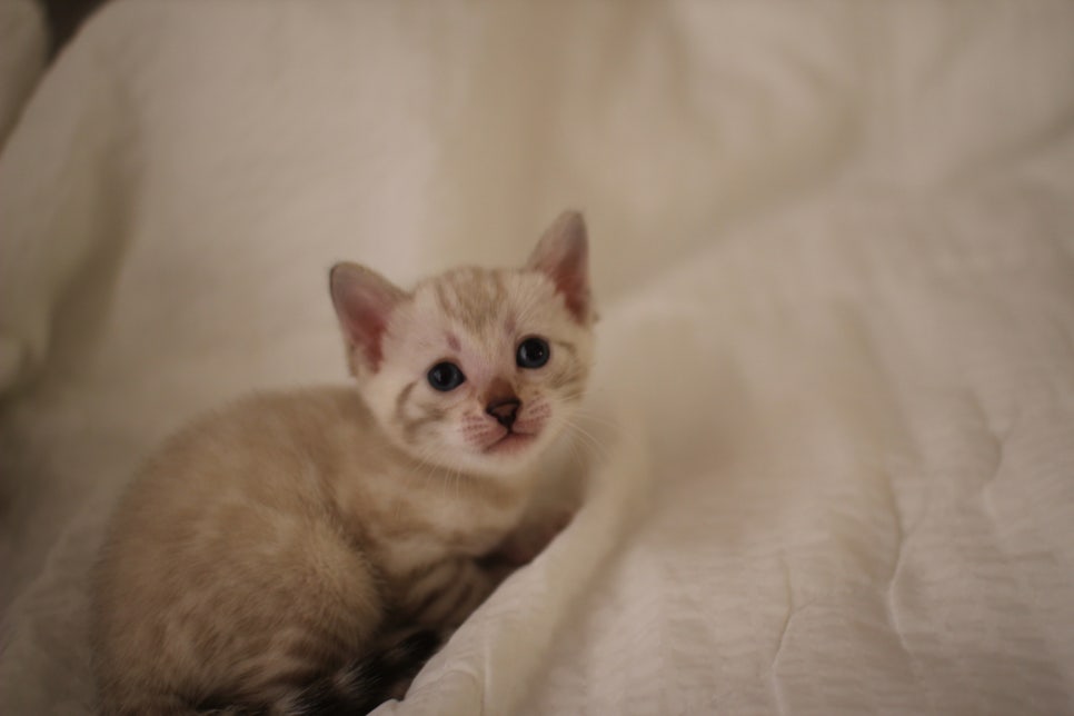 스노우뱅갈고양이 꼬맹이들 분양해요~ 관련 이미지 5