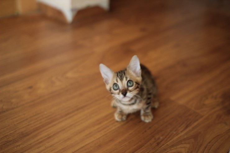 뱅갈고양이 분양 완전히 빠졌네 빠졌어~ 관련 이미지 31