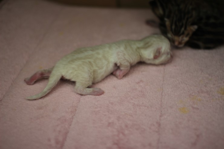 new litter 관련 이미지 1