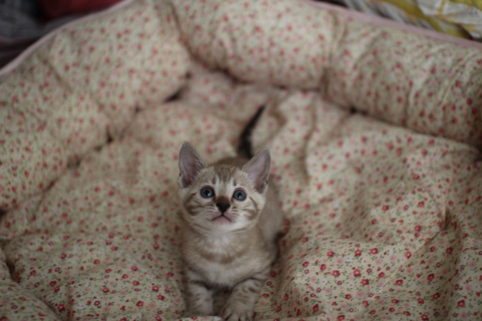 브라운 뱅갈 남아,여아,스노우뱅갈 남아 분양해요~ 관련 이미지 11