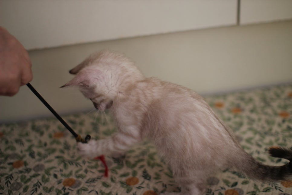 스노우뱅갈고양이 자매 분양해요~ 관련 이미지 7