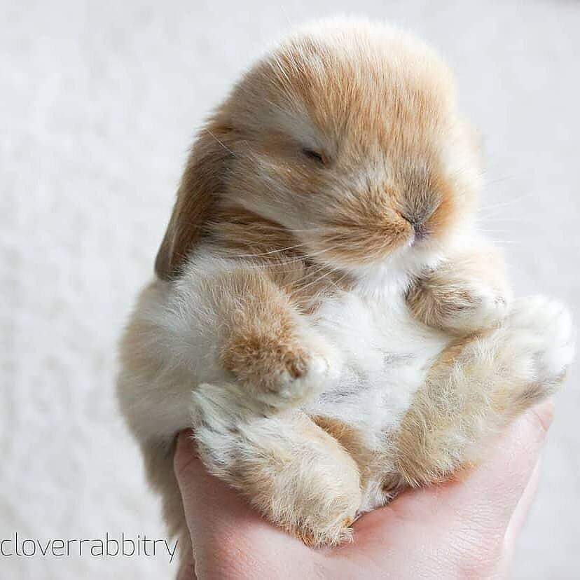 해외 귀여운 아가 토끼들~ 관련 이미지 2