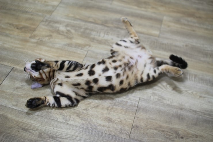 뱅갈고양이 애교가 많아진 벵갈고양이 장고~ 관련 이미지 4