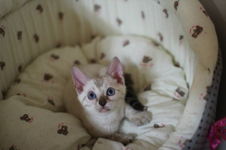 스노우 뱅갈고양이 흰둥아 달려라~ 관련 이미지 3
