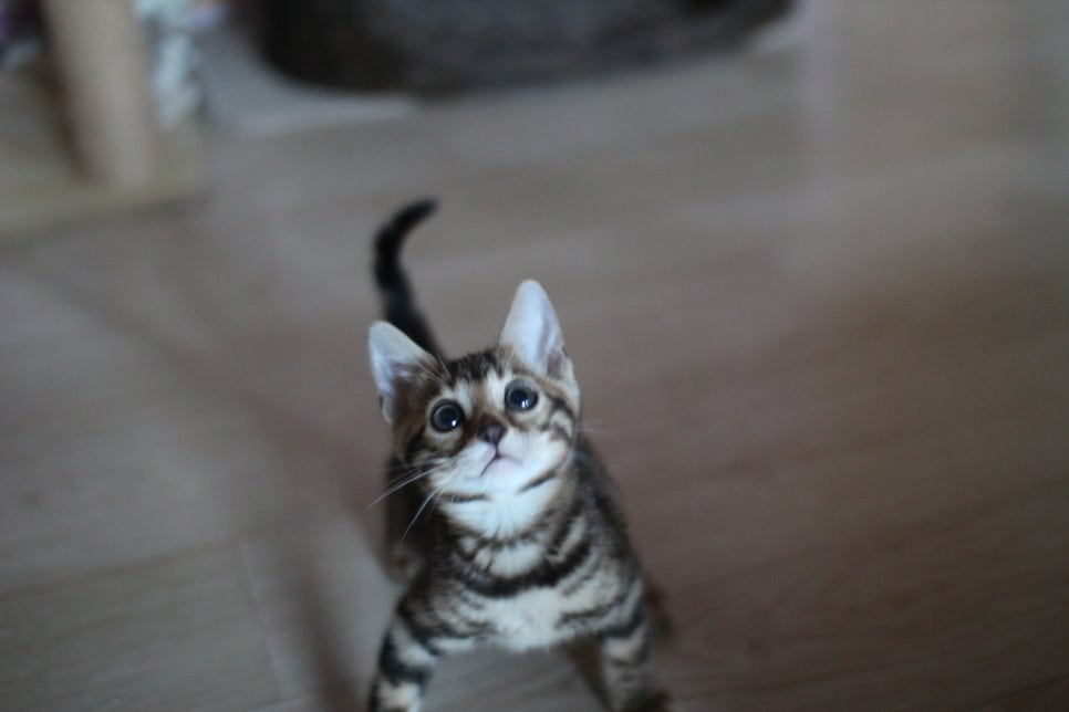 뱅갈고양이분양 부티가 넘치는 아이들 관련 이미지 3