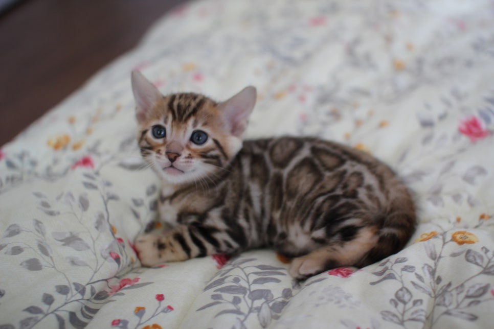 빅로젯이 이쁜 브라운 뱅갈고양이 남아 분양해요~ 관련 이미지 4