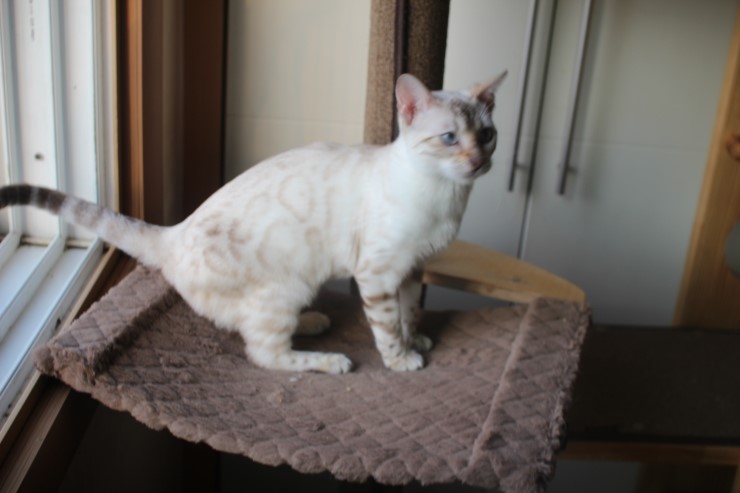 뱅갈고양이 큰방에 아이들 노는 모습~ 관련 이미지 2