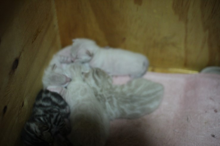 스노우,브라운 뱅갈고양이 꼬물이 5남매예요~ 관련 이미지 2