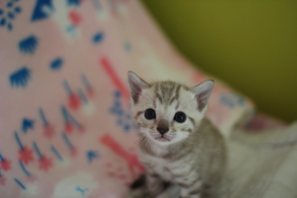 스노우뱅갈고양이 분양은 소유가 최고지! 관련 이미지 11