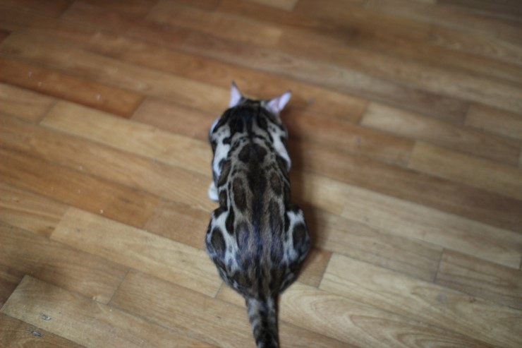 반짝반짝 뒷태 뱅갈고양이 딥드릴러~ 관련 이미지 2