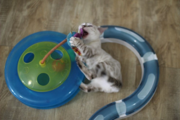 뱅갈고양이,스노우뱅갈고양이, 초아도 장난감에 푹 빠졌습니다~~~ 관련 이미지 3