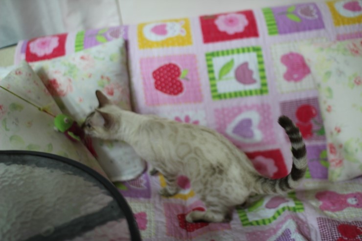 실링스 뱅갈고양이 키퍼 여아 매기에요~ 관련 이미지 1