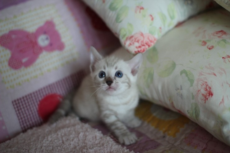 스노우뱅갈고양이 앙증,깜찍 귀요미에요 ㅎㅎ 관련 이미지 1