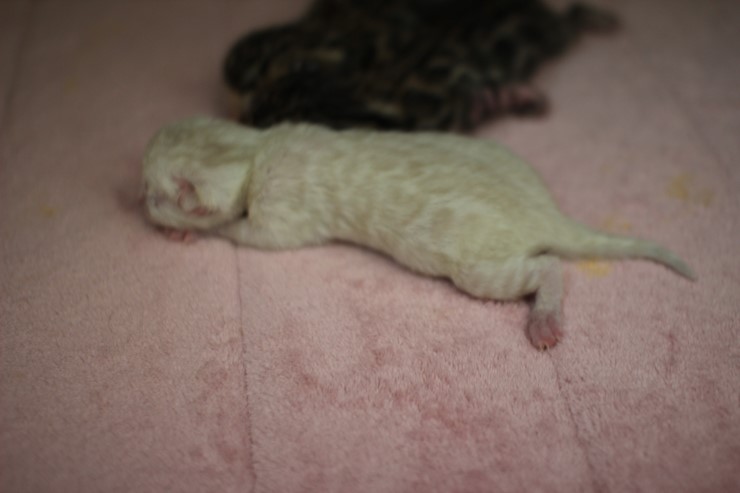 new litter 관련 이미지 4