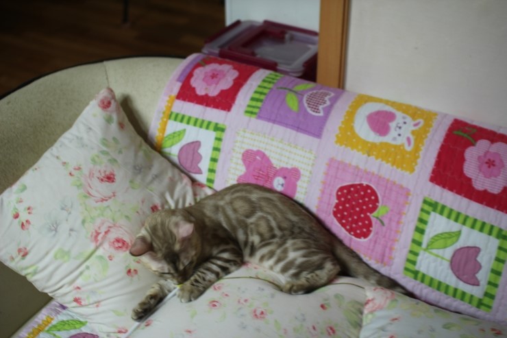 실밍크 뱅갈고양이 킹 입니다~ 관련 이미지 7