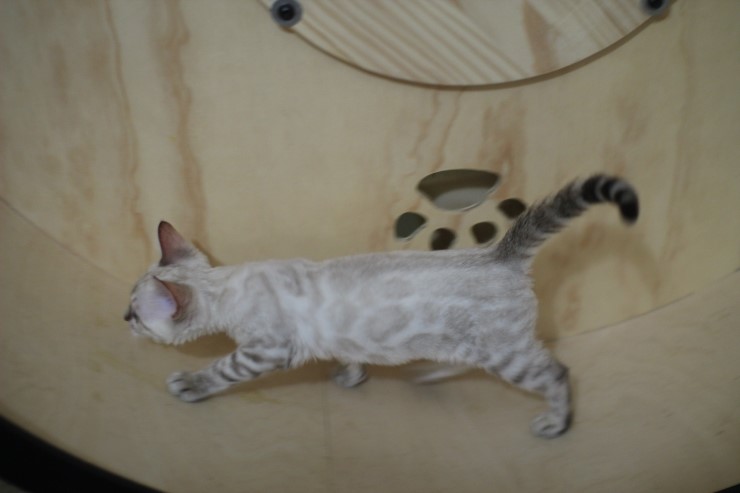 스노우뱅갈고양이 초아가 오늘부터 캣휠 선수가 됬습니다~~~ 관련 이미지 3