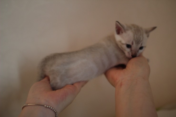 뱅갈고양이 분양 그냥 지나칠수 없을걸? 관련 이미지 26