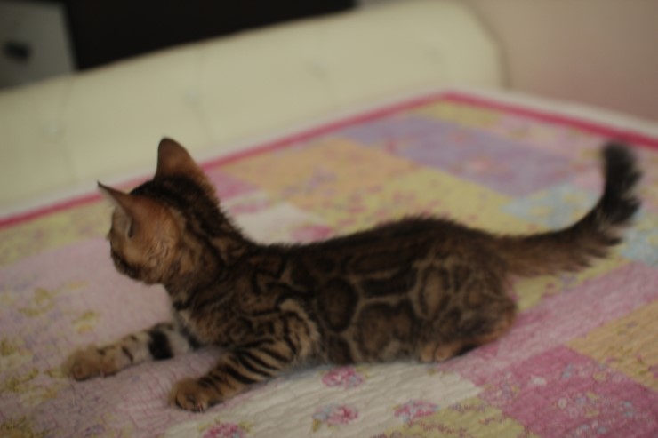 빅로젯 뱅갈고양이 남아1 많이 컸어요~ 관련 이미지 6
