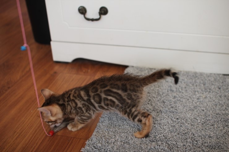 뱅갈고양이 분양 완전히 빠졌네 빠졌어~ 관련 이미지 41