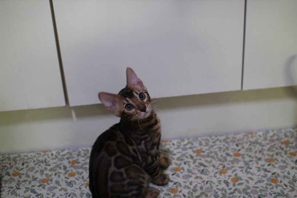 뱅갈고양이 분양중인 아이들 입니다~ 관련 이미지 6