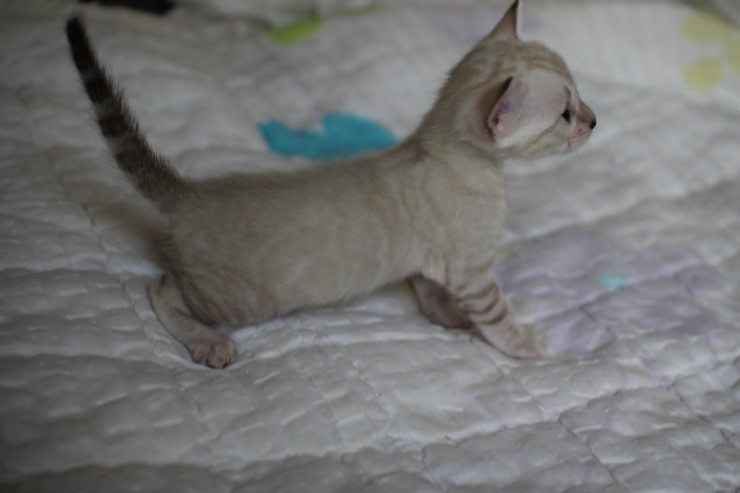 실링스 뱅갈고양이 커퍼 여아~~ 관련 이미지 7