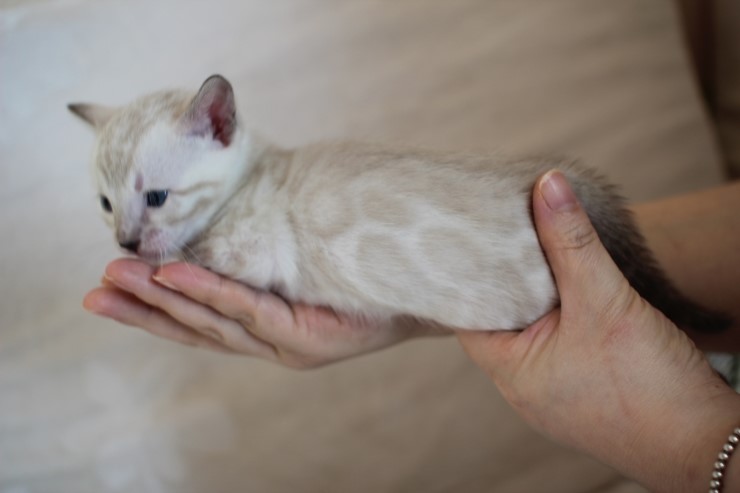 비슷한 패턴에 뱅갈고양이 남매~ 관련 이미지 14