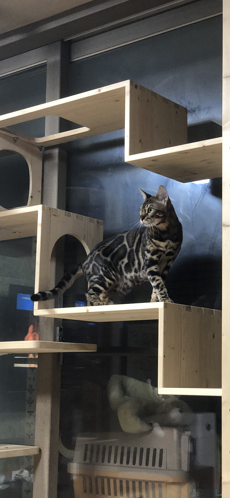 대구에 계신 집사님께서 보내주신 뱅갈고양이 형제 사진 입니다~ 관련 이미지 1