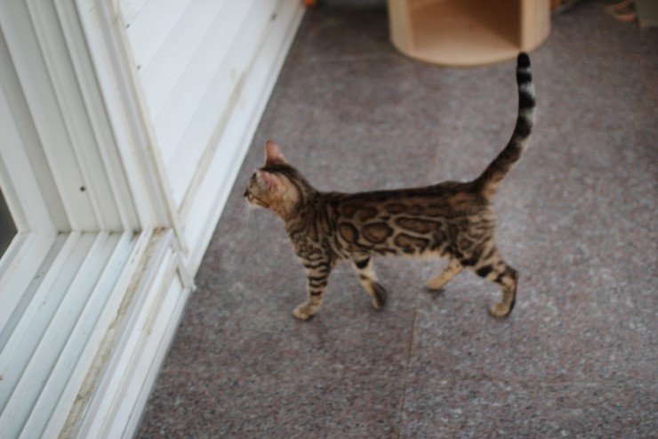 soyu lien,soyu diamond 관련 이미지 4