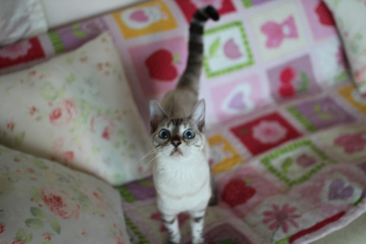 스노우뱅갈고양이 블루예요~ 관련 이미지 4