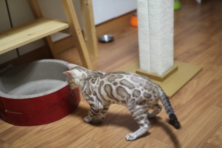 실밍크 뱅갈고양이 종묘 영웅이예요~ 관련 이미지 5