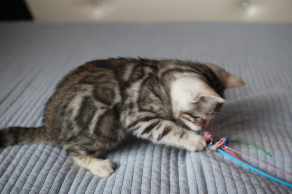 실밍크,브라운,실버뱅갈고양이 분양 합니다~ 관련 이미지 16