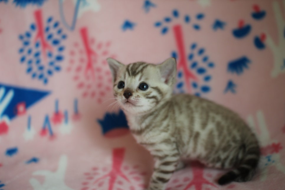 스노우뱅갈고양이 분양은 소유가 최고지! 관련 이미지 2