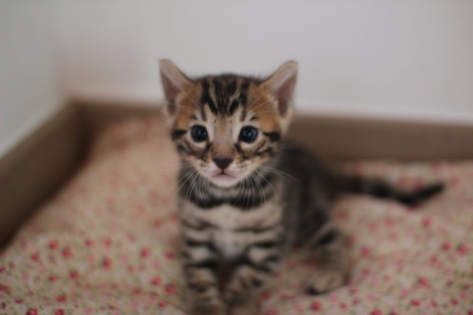 뱅갈고양이 꼬맹이들 나왔어요~ 관련 이미지 5