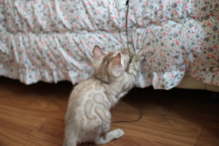 실밍크 뱅갈고양이 곰돌이예요~ 관련 이미지 5