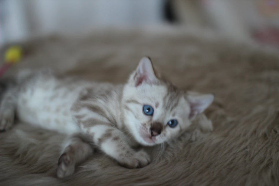 뱅갈고양이분양 멋진 빅로젯 아이들~ 관련 이미지 19