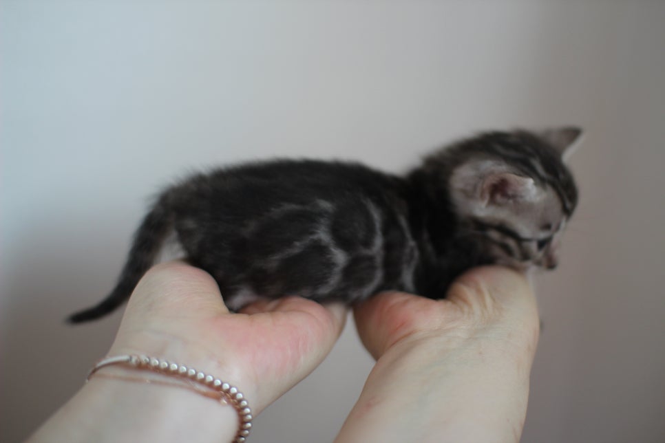 빅로젯 실버뱅갈고양이 여아예요~ 관련 이미지 7