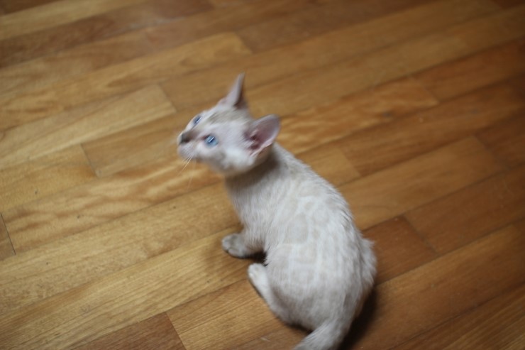 스노우 뱅갈고양이 흰둥아 달려라~ 관련 이미지 4