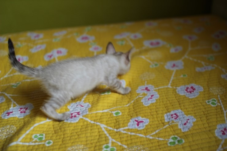 실링스 뱅갈고양이 막둥이예요~ 관련 이미지 2