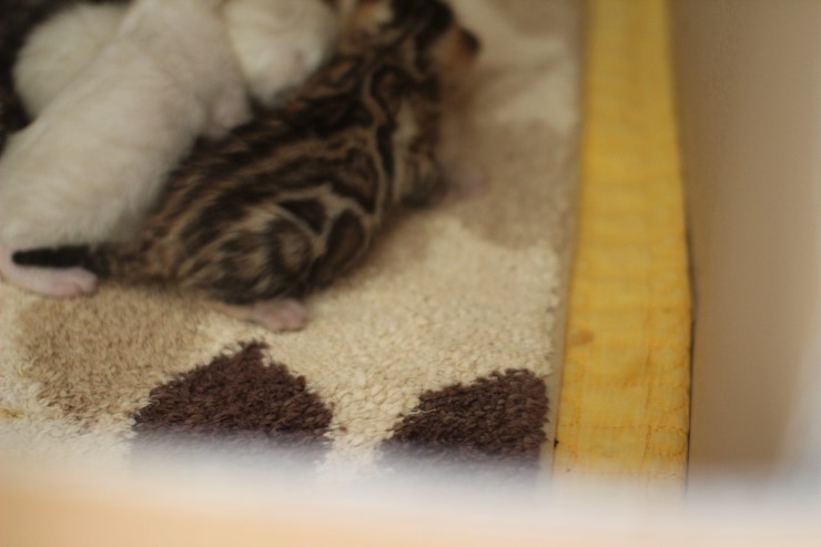 뱅갈고양이 꼬물이 무탈히 성장하고 있습니다~ 관련 이미지 3