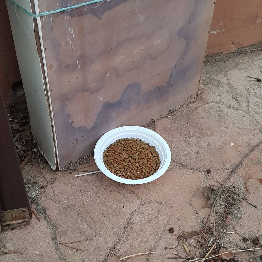 보름째 사료 주고 있는곳~ 관련 이미지 1