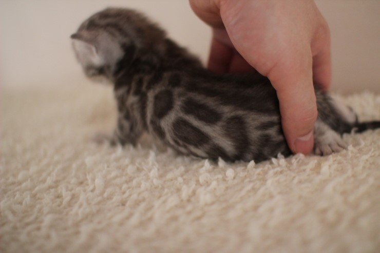 클라우드 로젯 실버 뱅갈고양이 남아예요~ 관련 이미지 11