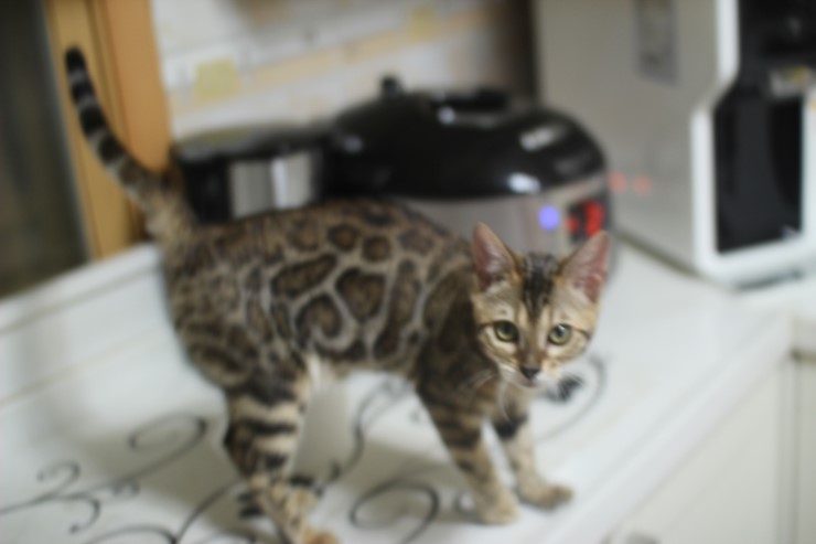 뱅갈고양이 키퍼 여아들~ 관련 이미지 5