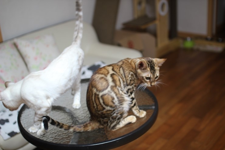 뱅갈고양이 새해 첫날~ 관련 이미지 6