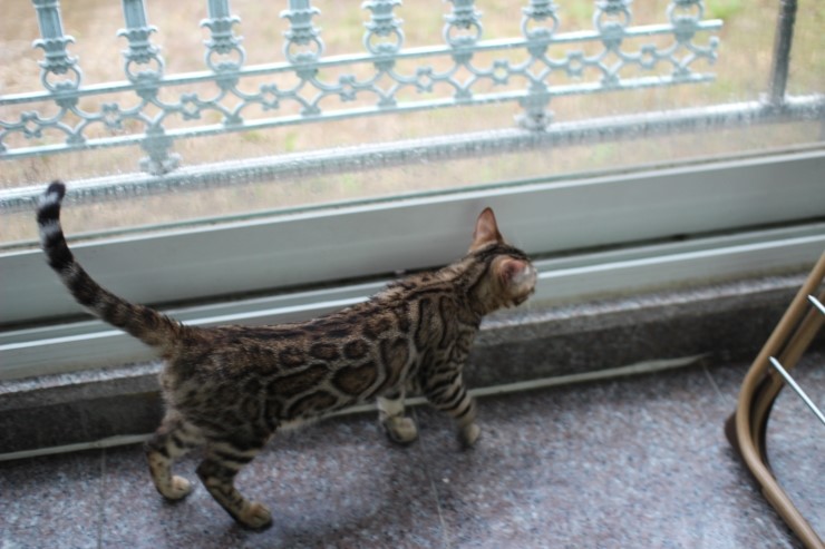 Soyu Lien 관련 이미지 5