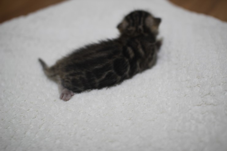 브라운 뱅갈고양이 꼬물이 남아예요~ 관련 이미지 9